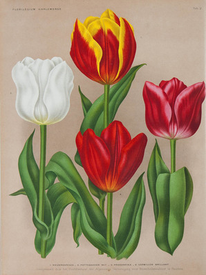 1738
<br/>
Florilegium Harlemense. Gekleurde afbeeldingen met beschrijving van Bol- en Knolgewassen, uitgegeven onder toezicht van het Hoofdbestuur der "Algemeene Nederlandsche Vereeniging voor Bloembollencultuur", Haarlem.
<br/>
<em></em>